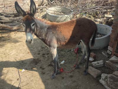 donkey