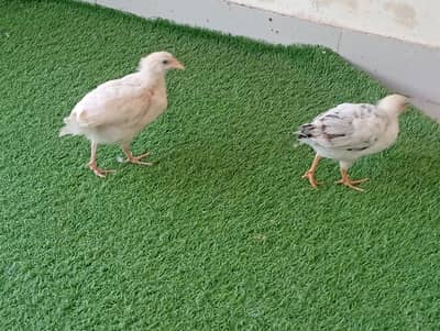 hens pair for sell