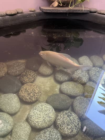 Albino pacu and iridescent shark(albino)
