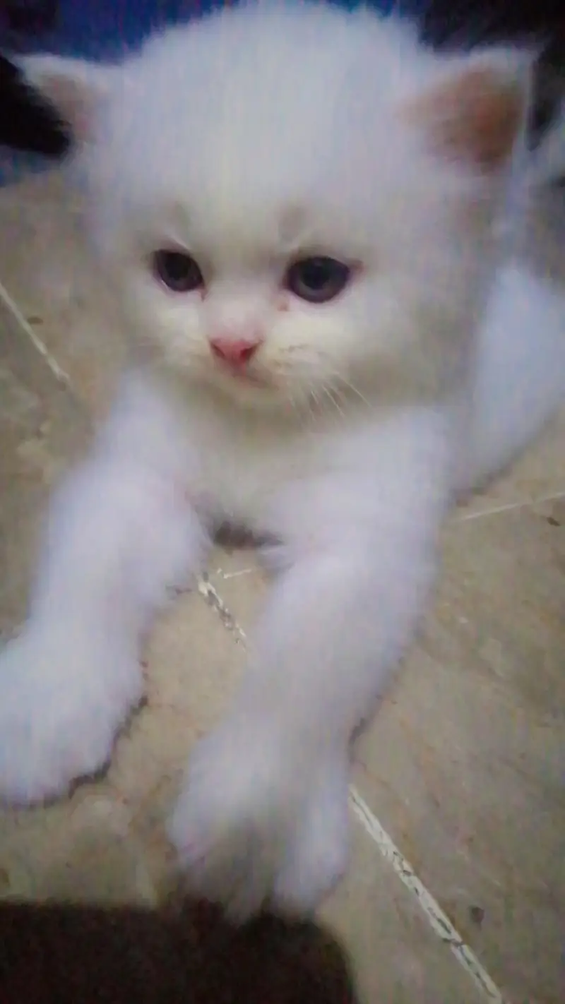 cute little baby Persian cats — photo 2