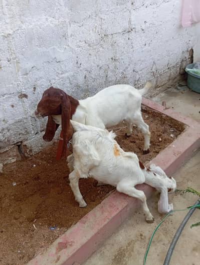 plz faltu offer na do ghr k janwar h Achi nasl k h