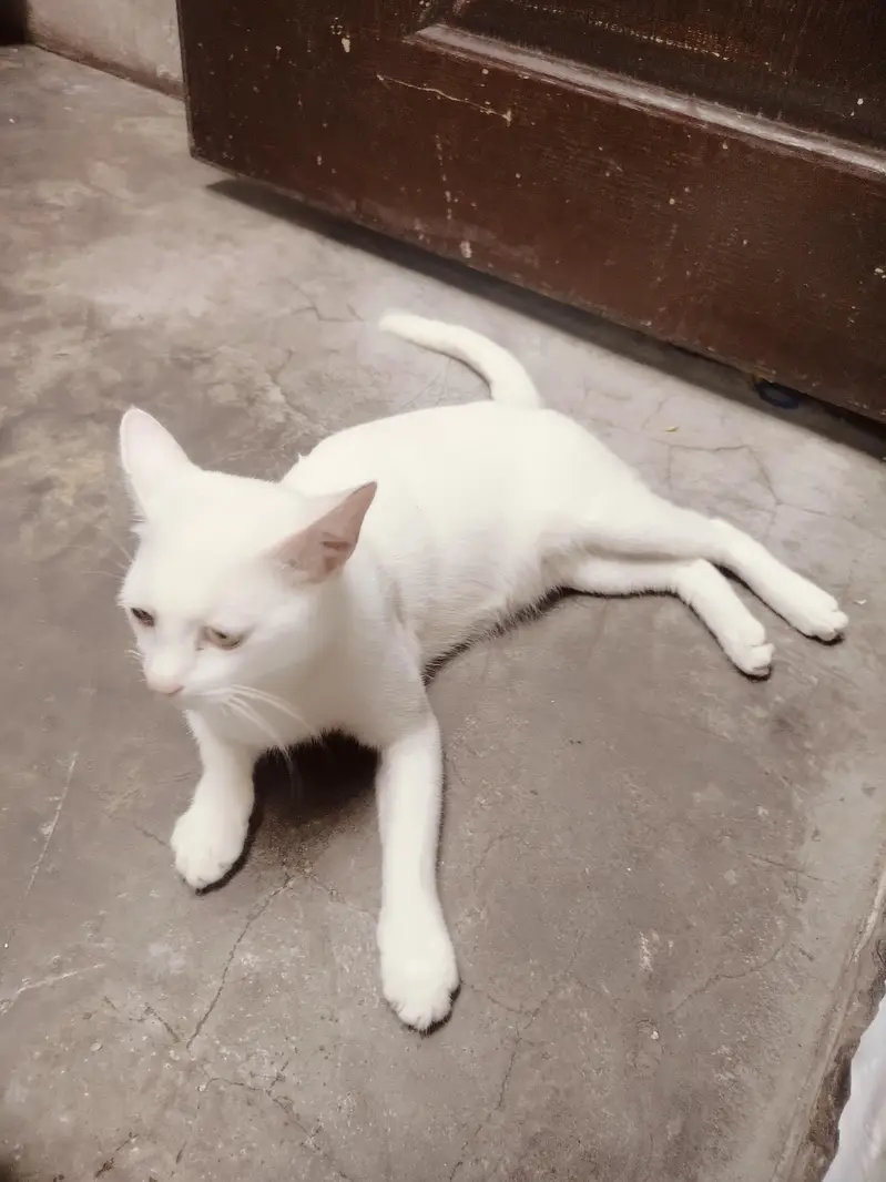 Russian Cat pottey train washroom — photo 4