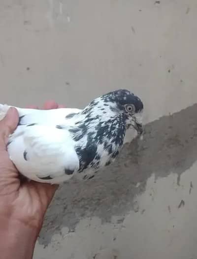 pigeon
