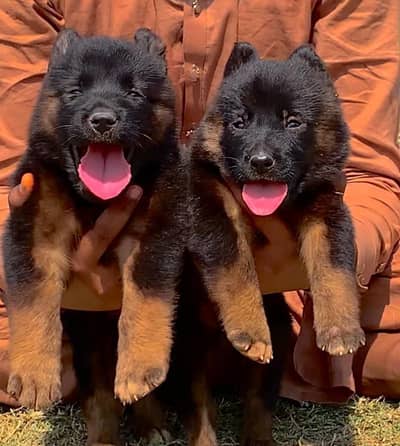 Gemma long coat. male female for sale available