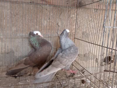 mukhi,mokhe,muki,mokhee kabotar fancy pigeon