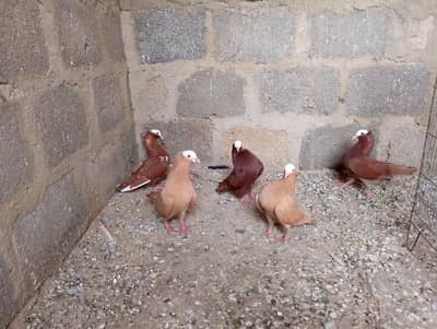 mukhi,mokhe,muki,mokhee kabotar fancy pigeon