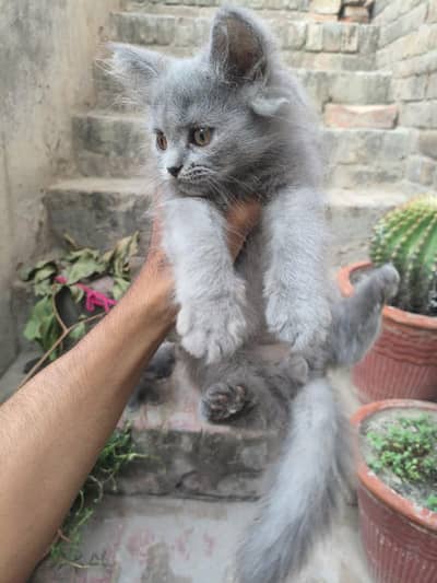 Persian Kitten