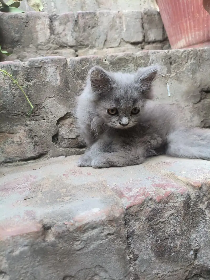 Persian Kitten — photo 2