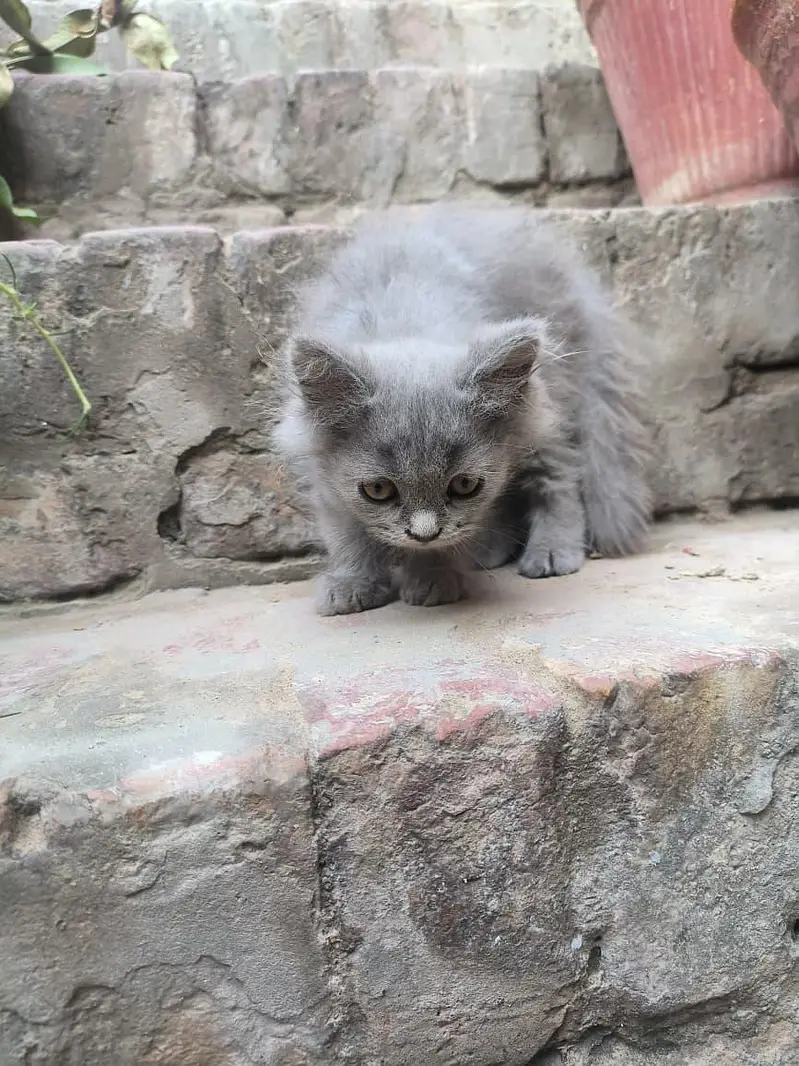 Persian Kitten — photo 3