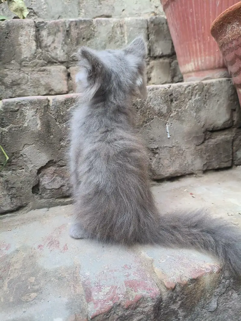 Persian Kitten — photo 4