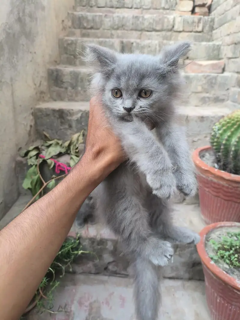 Persian Kitten — photo 5
