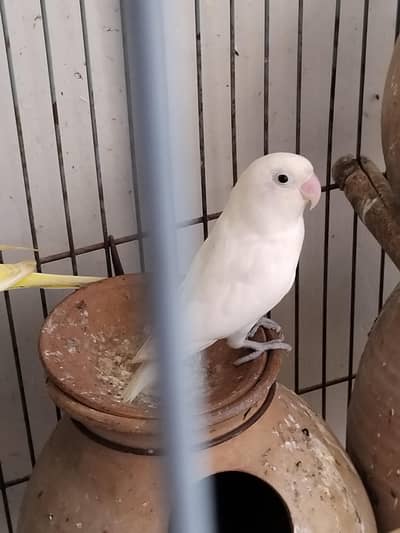 1 lovebird for sell