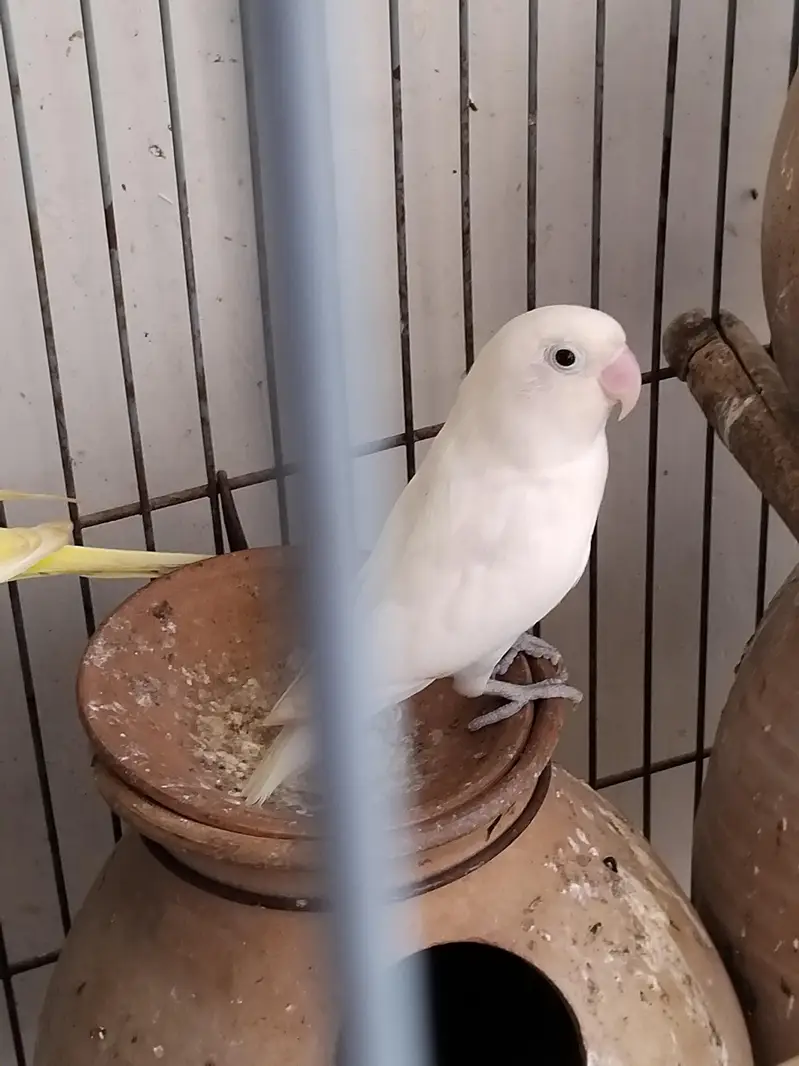 1 lovebird for sell