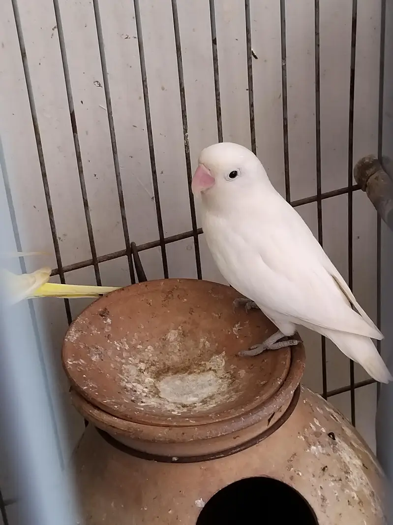 1 lovebird for sell — photo 2