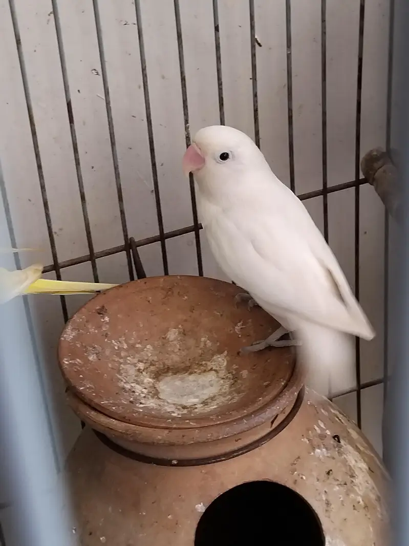 1 lovebird for sell — photo 3