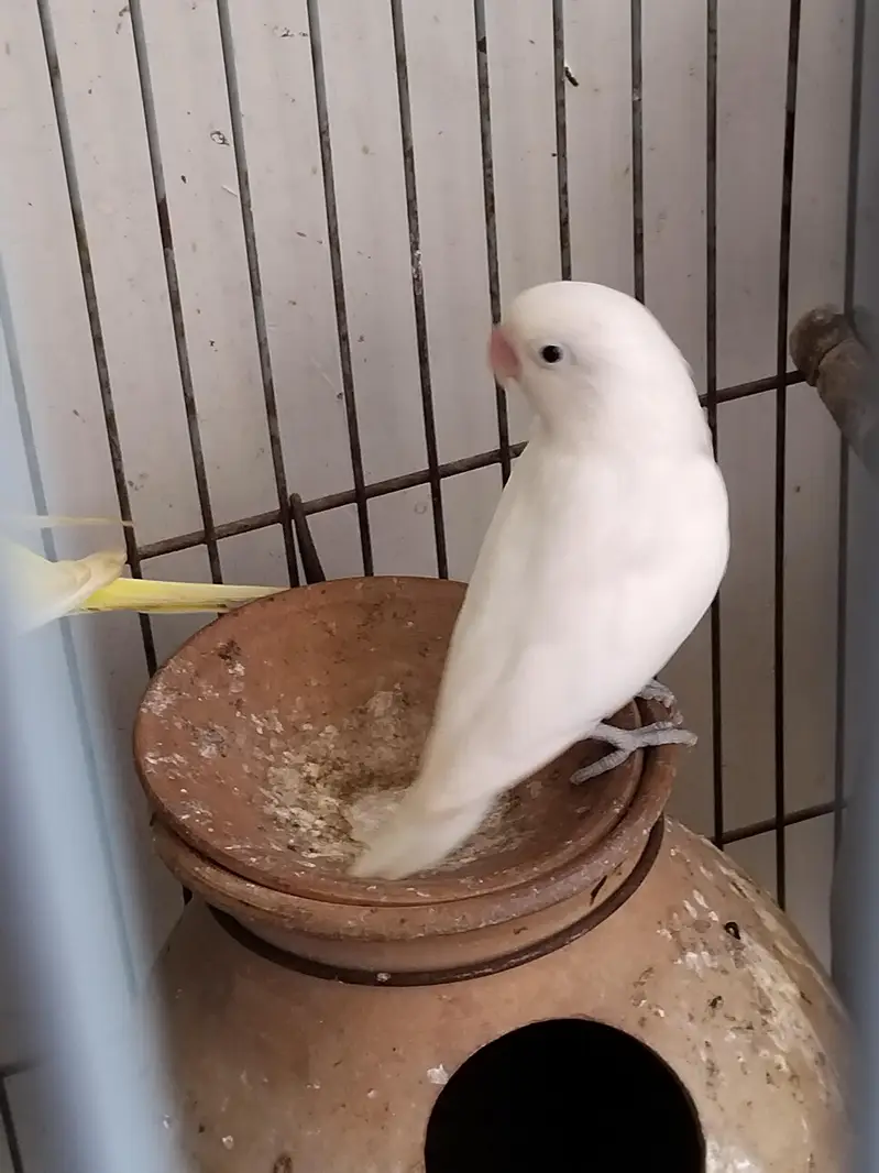 1 lovebird for sell — photo 4