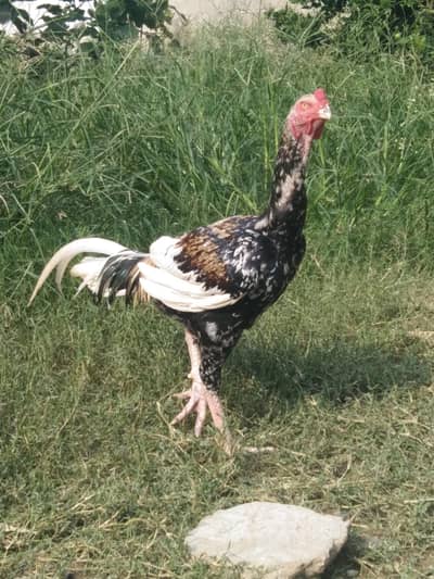 chetha & black Aseel Available For Sale In Best Price