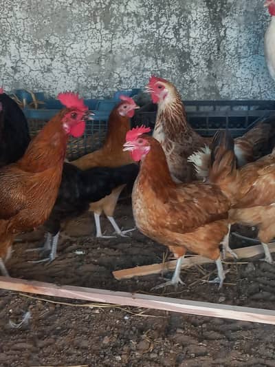 Egg laying hens available