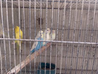 bajri ,pied spengal , Australian tote