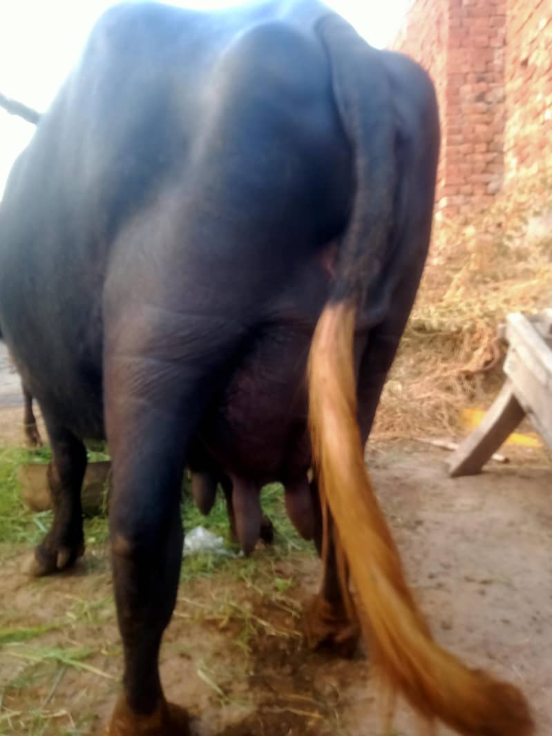 sajar muj 1