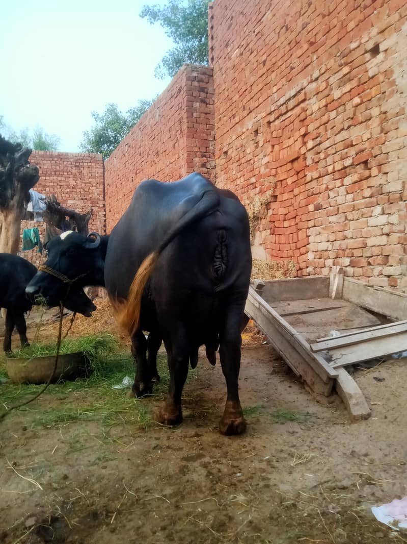 sajar muj 3