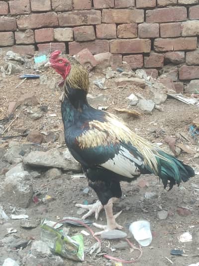 seel murga Thai