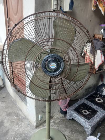 Royal fan