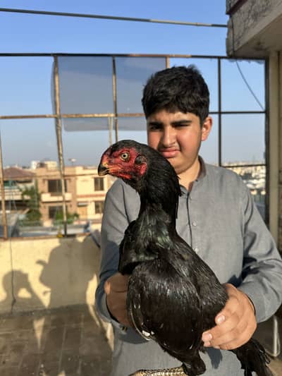 Parrot Beak Aseel