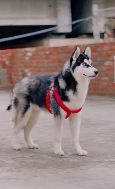 WOLLY COAT husky