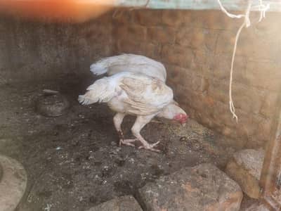 I sale Boska Aseel chick's and HEN or Murgha