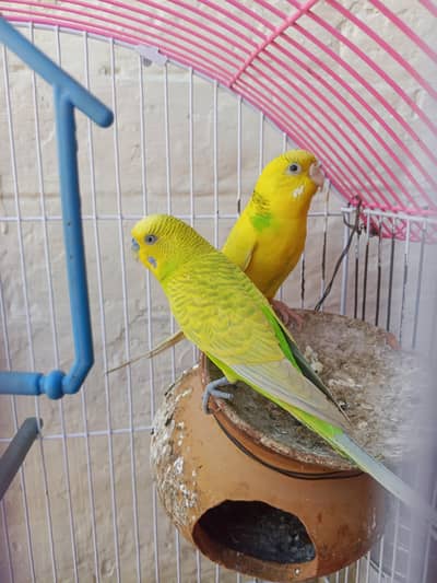 Australian parrots