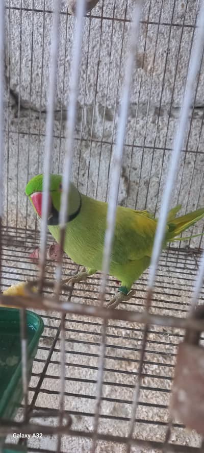 sale pair with cage