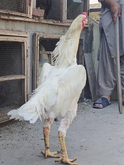 White Shamo amd Coco shamo male