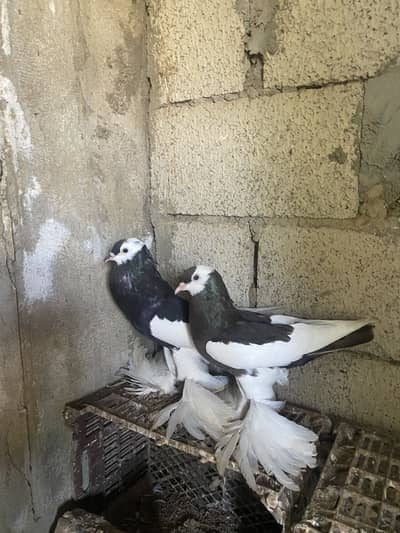 Pair for sale
