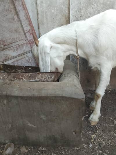 gulabi bakri 2 month gabban