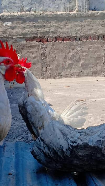 ghr K pale 4 farmi murge