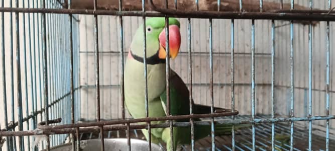 Kashmiri Raw Parrot