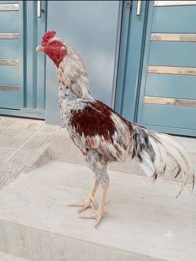 Healthy Rooster for Sale