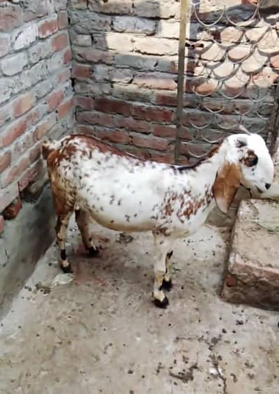 Desi goat