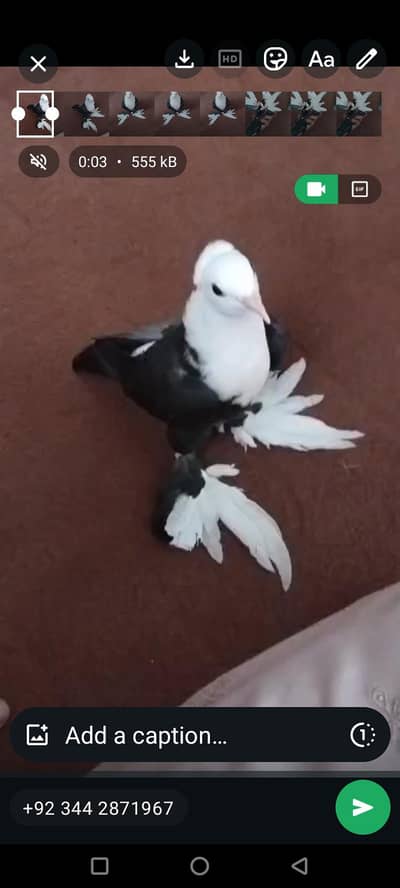 karbalai