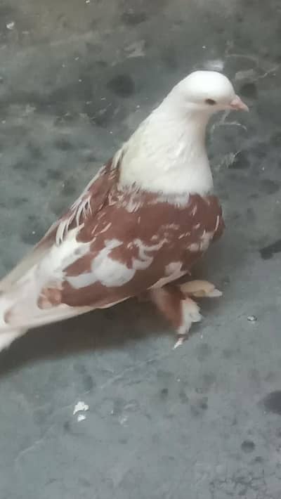 karbalai