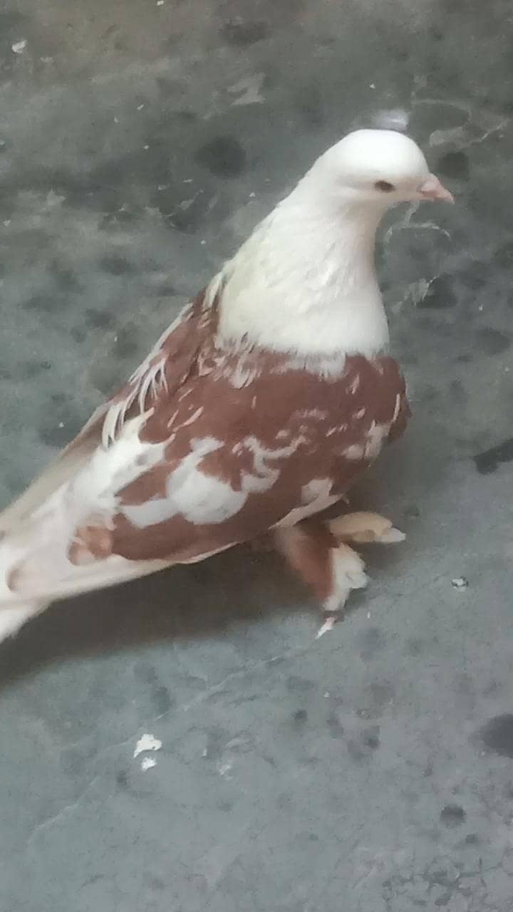 karbalai 0