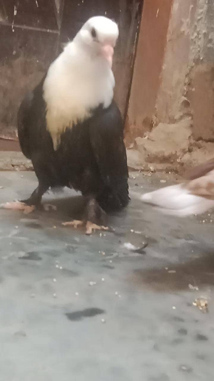 karbalai 1