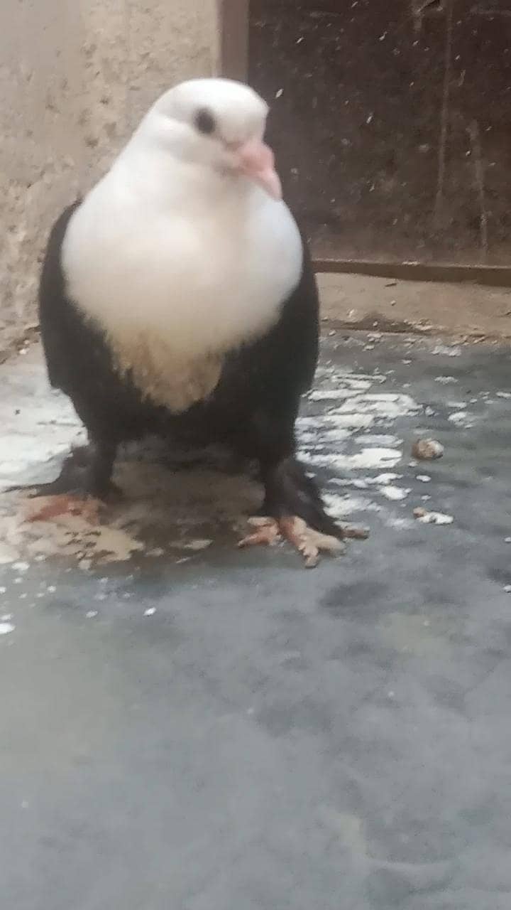 karbalai 3