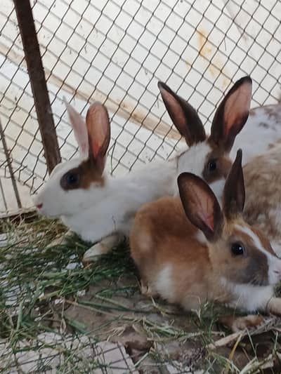 Healthy Beautiful Rabbits for Sale – Urgent Sale