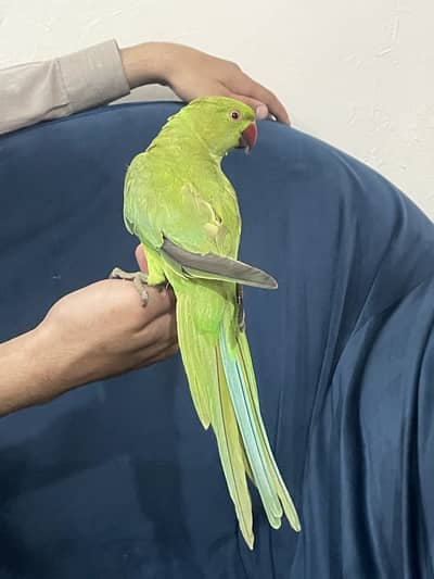Fully Handtame Green parrot