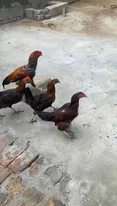 Urgent Sale   4 Andy wali Murgyaa And 1 Aseel murga
