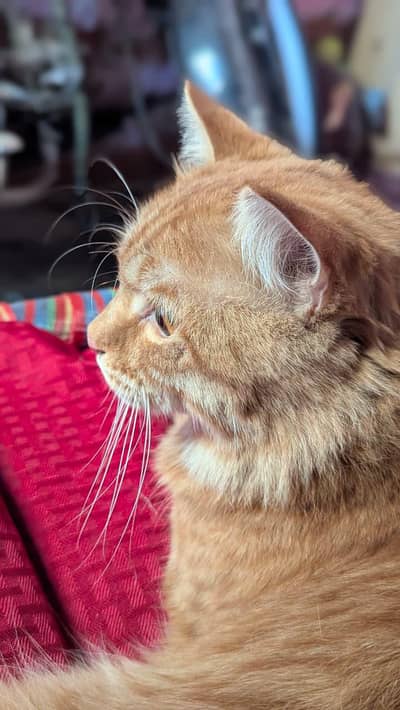 bread Persian