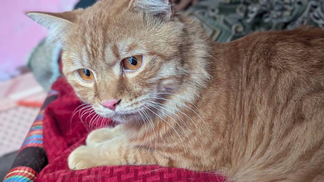 bread Persian 1
