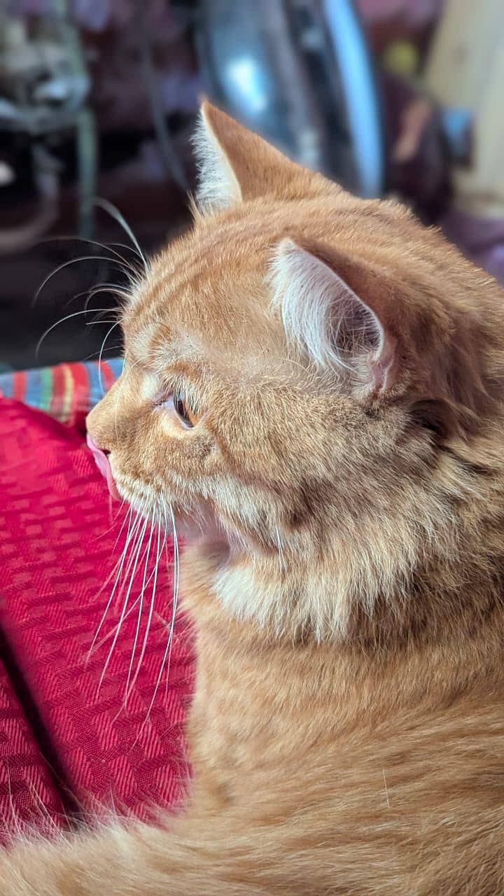 bread Persian 2